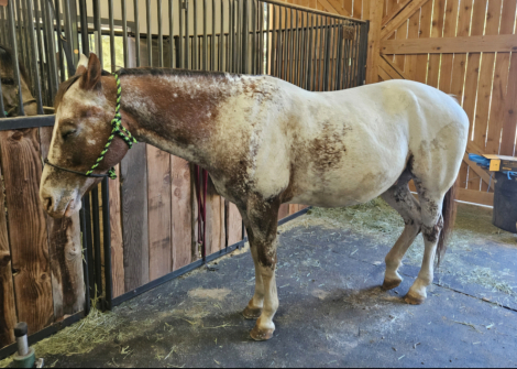 HorseID: 2311628 Baby Boy Sir Prize - PhotoID: 1096532