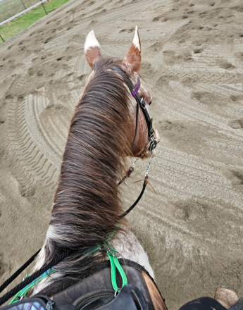 HorseID: 2311628 Baby Boy Sir Prize - PhotoID: 1096533