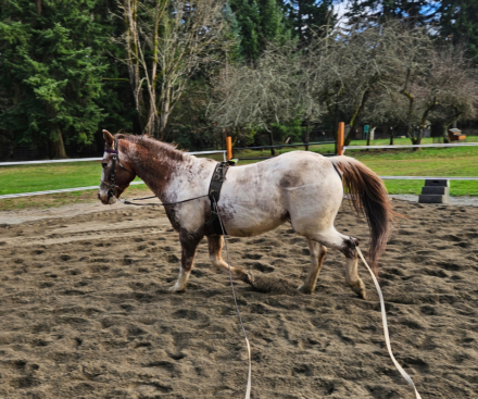 HorseID: 2311628 Baby Boy Sir Prize - PhotoID: 1096534