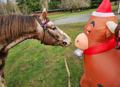 HorseID: 2311628 Baby Boy Sir Prize - PhotoID: 1096535