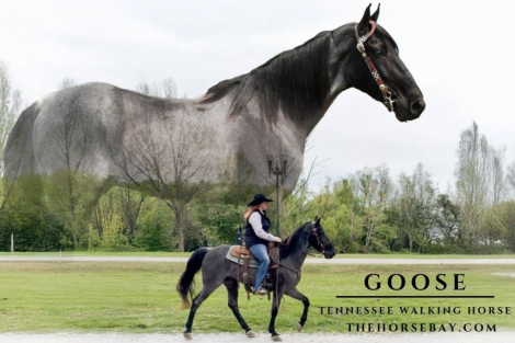 HorseID: 2311633 Goose - PhotoID: 1096537