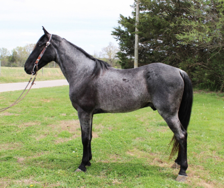 HorseID: 2311633 Goose - PhotoID: 1096538