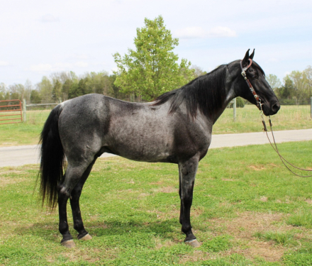 HorseID: 2311633 Goose - PhotoID: 1096539