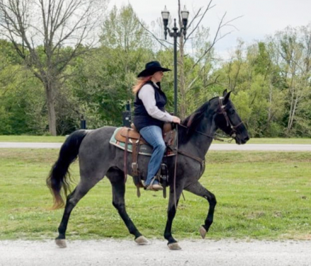 HorseID: 2311633 Goose - PhotoID: 1096540