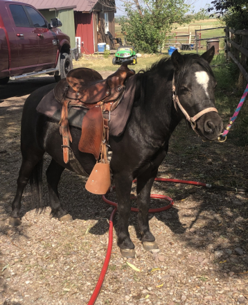 HorseID: 2311635 Fritz - PhotoID: 1096541