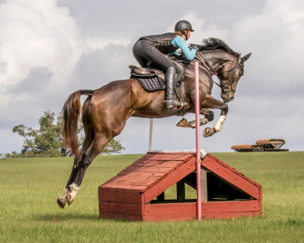 HorseID: 2311639 Texas Remington - PhotoID: 1096542