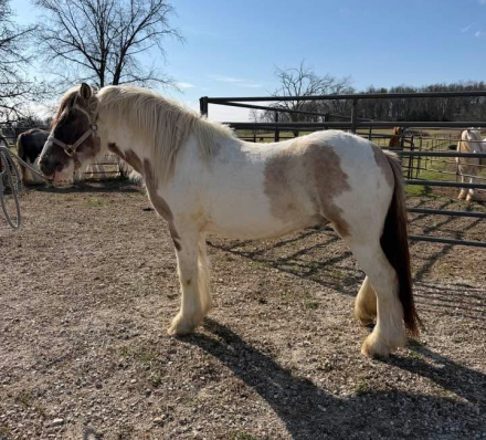 HorseID: 2311640 TMR Connie's Boy - PhotoID: 1096543