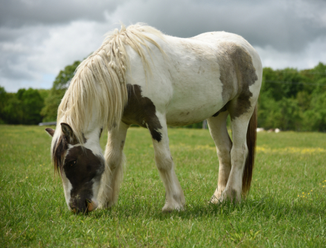 HorseID: 2311640 TMR Connie's Boy - PhotoID: 1096543