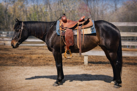 HorseID: 2311641 “Bizzy” AQHA Mare – 6 Years Old - PhotoID: 1096544