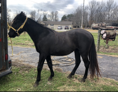 HorseID: 2311644 SVR She Steel Be Rockin - PhotoID: 1096550