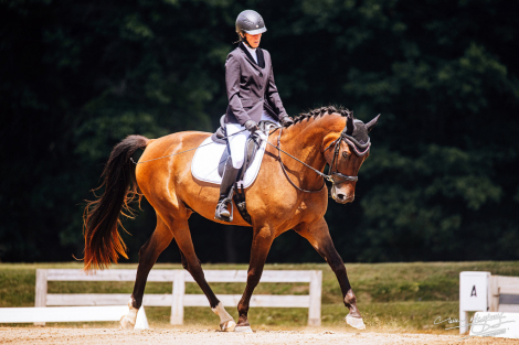 HorseID: 2311646 Marschritt - PhotoID: 1096551