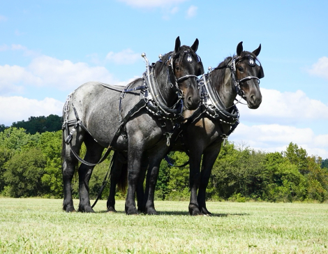 HorseID: 2311654 BLIZZ & FROST - PhotoID: 1096556