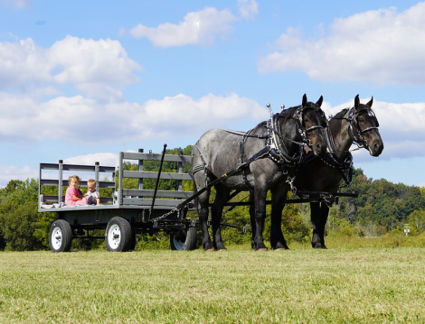 HorseID: 2311654 BLIZZ & FROST - PhotoID: 1096557