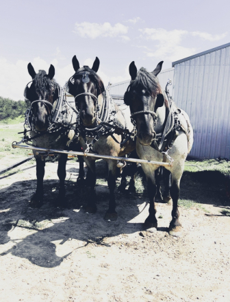 HorseID: 2311654 BLIZZ & FROST - PhotoID: 1096559