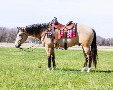 HorseID: 2311656 GUNNER DONUT AGAIN - PhotoID: 1096560