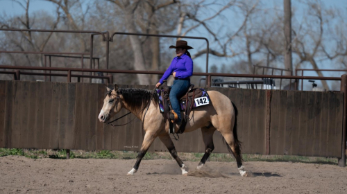 HorseID: 2311656 GUNNER DONUT AGAIN - PhotoID: 1096561