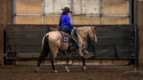 HorseID: 2311656 GUNNER DONUT AGAIN - PhotoID: 1096562