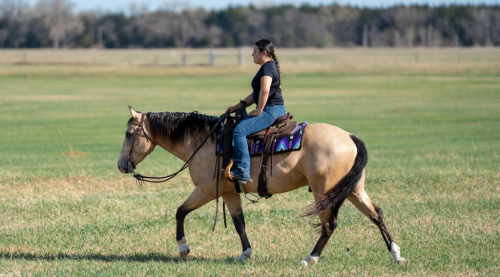 HorseID: 2311656 GUNNER DONUT AGAIN - PhotoID: 1096563
