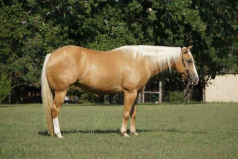 HorseID: 2311657 SHES A GOLDEN DUALLY - PhotoID: 1096564