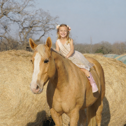 HorseID: 2311657 SHES A GOLDEN DUALLY - PhotoID: 1096565