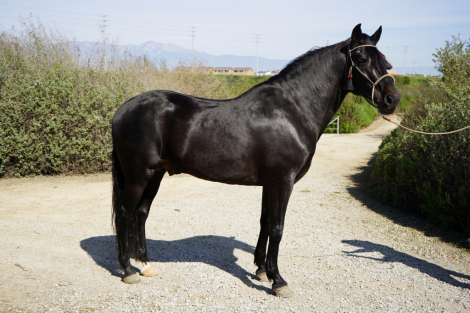 HorseID: 2311660 Black Jack EG - PhotoID: 1096573