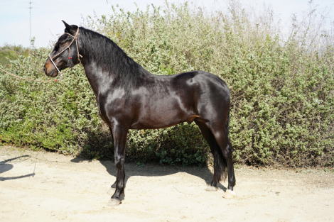 HorseID: 2311660 Black Jack EG - PhotoID: 1096574