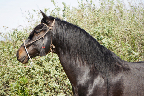 HorseID: 2311660 Black Jack EG - PhotoID: 1096575