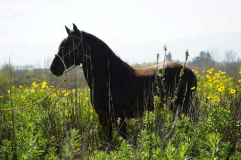 HorseID: 2311660 Black Jack EG - PhotoID: 1096576