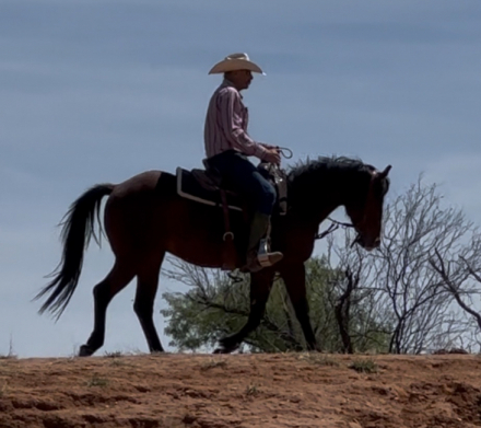 HorseID: 2311661 JA No Mas Pesos - PhotoID: 1096578