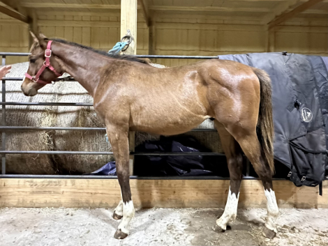 HorseID: 2311663 SOHGive M The Birdee - PhotoID: 1096577