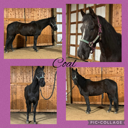 HorseID: 2311664 Coal - PhotoID: 1096579