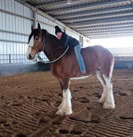 HorseID: 2311665 Dianna - PhotoID: 1096581