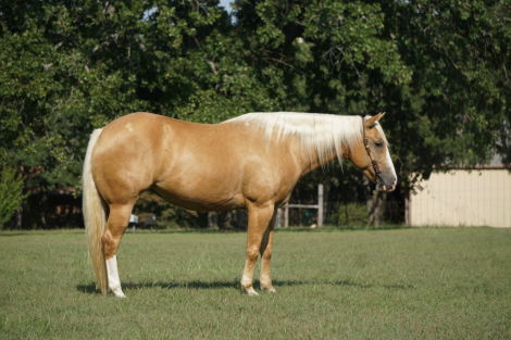 HorseID: 2311669 SHES A GOLDEN DUALLY - PhotoID: 1096570