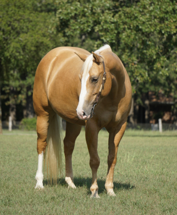 HorseID: 2311669 SHES A GOLDEN DUALLY - PhotoID: 1096571