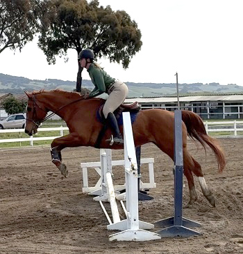 HorseID: 2311670 CJ My Boy - PhotoID: 1096584