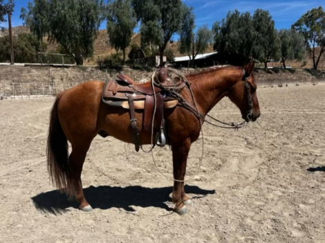 HorseID: 2311674 River - PhotoID: 1096586