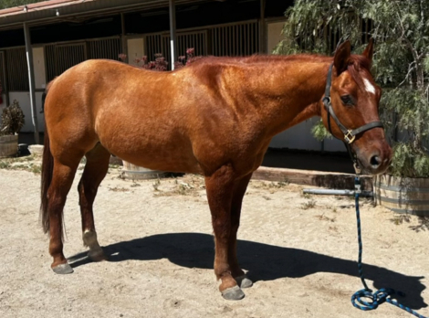 HorseID: 2311674 River - PhotoID: 1096587