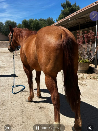 HorseID: 2311674 River - PhotoID: 1096588