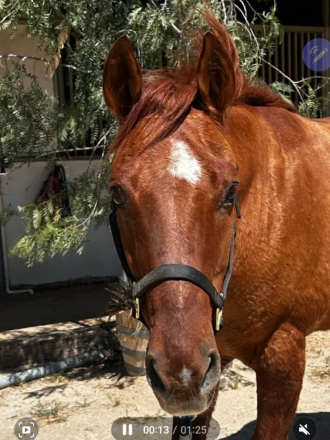 HorseID: 2311674 River - PhotoID: 1096589