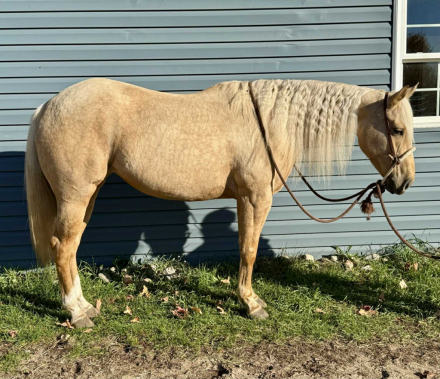 HorseID: 2311675 Triple D Surger - PhotoID: 1096591