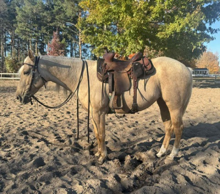 HorseID: 2311675 Triple D Surger - PhotoID: 1096592