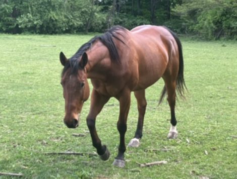 HorseID: 2311676 WDJ Royal Jack Toro - PhotoID: 1096593