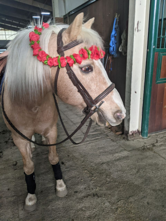 HorseID: 2311677 River - PhotoID: 1096595