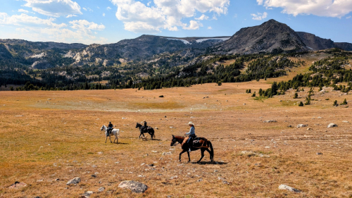 HorseID: 2311678 Devocao Do Saint Horse - PhotoID: 1096599