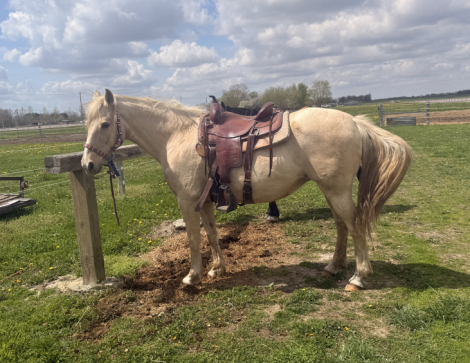 HorseID: 2311679 Purdue sunshine sundown - PhotoID: 1096601