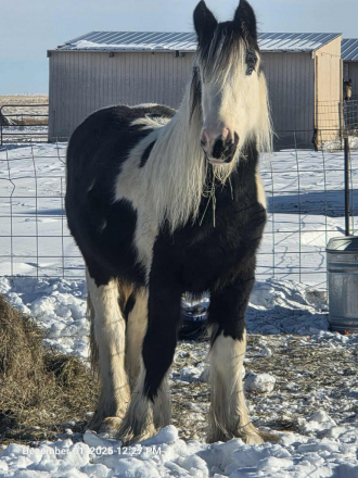 HorseID: 2311680 Sarge - PhotoID: 1096602