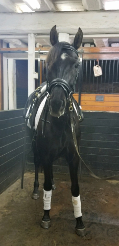 HorseID: 2311681 Nijarielles Sambra - PhotoID: 1096607