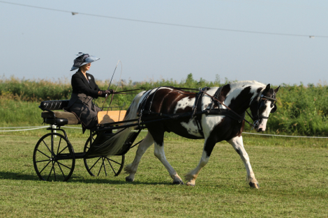 HorseID: 2311685 Pippin - PhotoID: 1096608