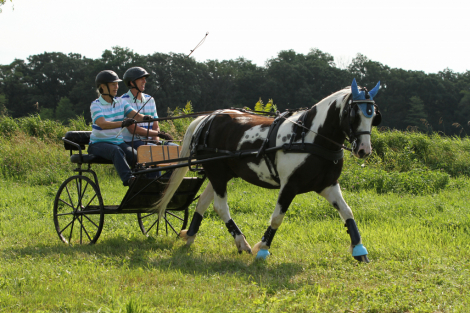 HorseID: 2311685 Pippin - PhotoID: 1096609