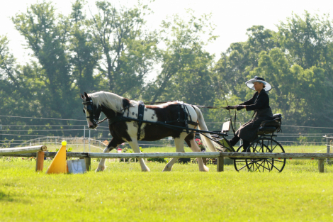 HorseID: 2311685 Pippin - PhotoID: 1096610